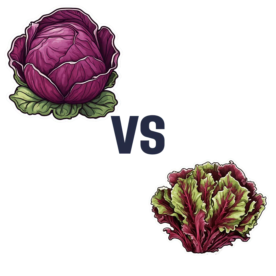 Red Cabbage vs Red Lettuce – Which is Healthier? | 10almonds